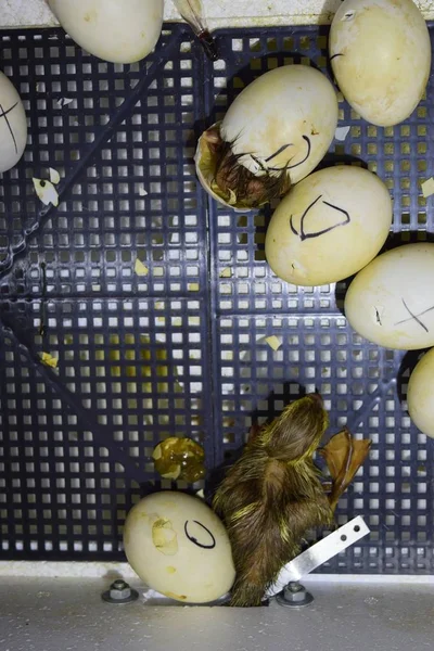 Мускусные утки, вылупившиеся из яиц — стоковое фото