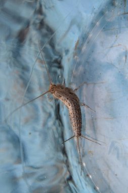 Kağıt üzerinde - gümüş balık besleme böcek