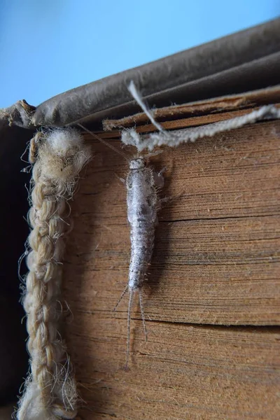 Alimentação de insetos em papel - silverfish — Fotografia de Stock