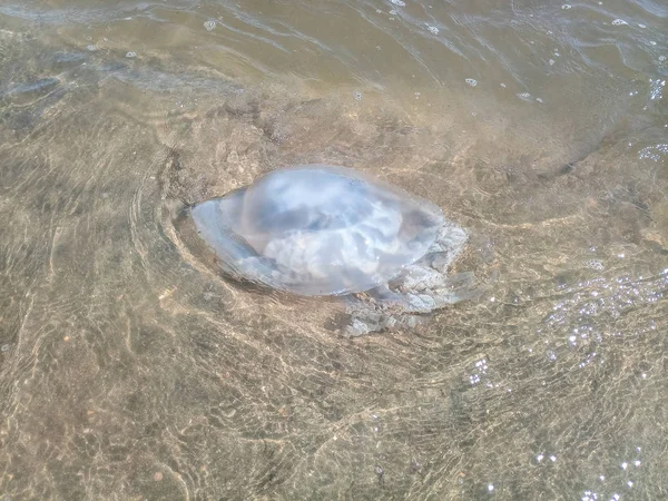 Medusas mortas nas águas rasas da costa. Medusas Rhizostomeae — Fotografia de Stock