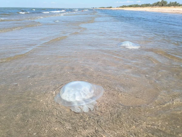 Méduses mortes dans les eaux peu profondes du littoral. Méduses Rhizostomées — Photo