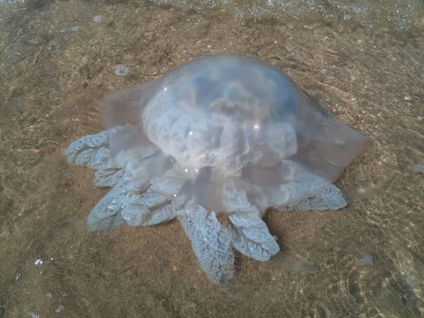 Medusas mortas nas águas rasas da costa. Medusas Rhizostomeae — Fotografia de Stock