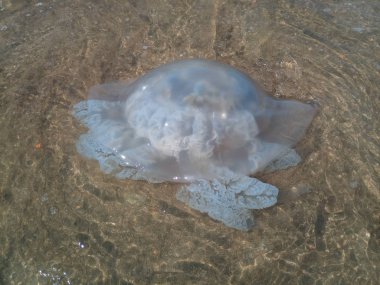 Deniz kıyısının sığ sularında ölü denizanası. Denizanası Rhizostomeae