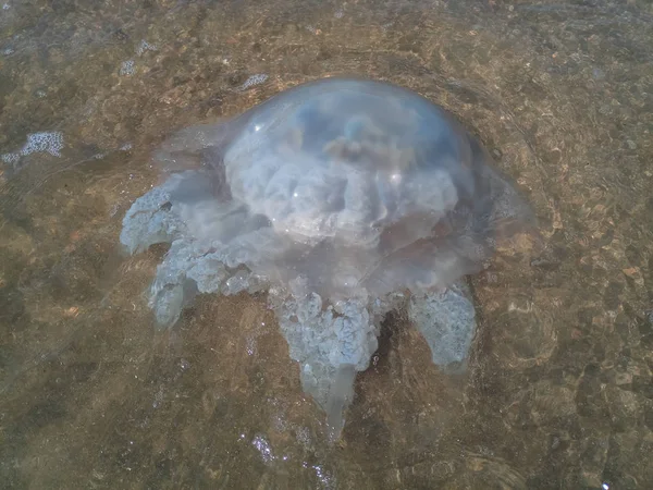 Medusa morta nelle acque basse della riva del mare. Meduse Rhizostomeae — Foto Stock