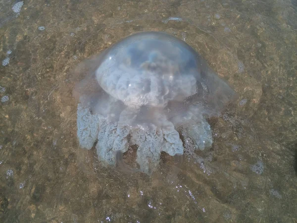 Medusas mortas nas águas rasas da costa. Medusas Rhizostomeae — Fotografia de Stock