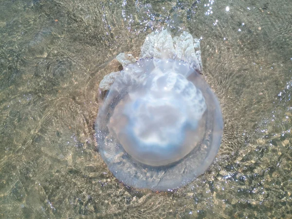 Méduses mortes dans les eaux peu profondes du littoral. Méduses Rhizostomées — Photo