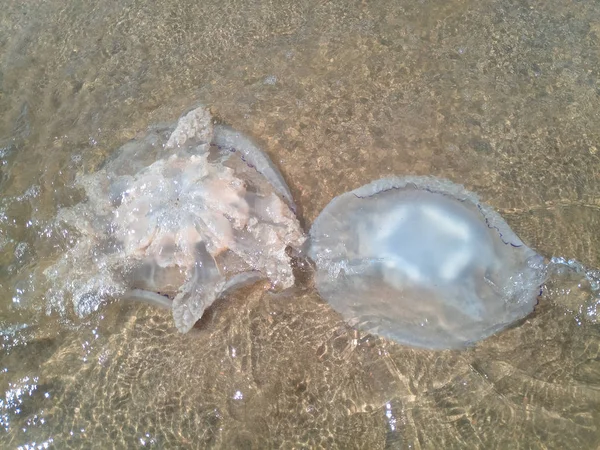 Méduses mortes dans les eaux peu profondes du littoral. Méduses Rhizostomées — Photo