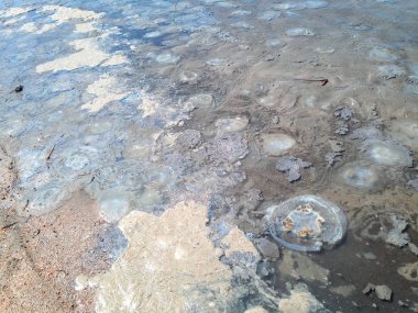 Deniz kıyısının sığ sularında ölü denizanası. Denizanası Rhizostomeae