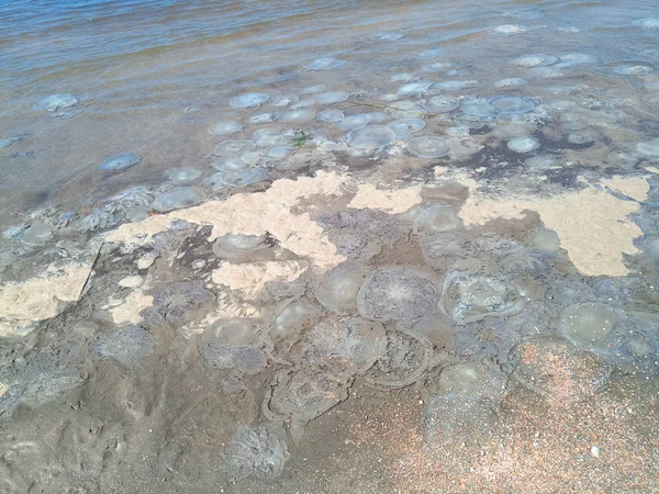 Dode kwallen in het ondiepe water van de kust. Koolvis Rhizostomeae — Stockfoto