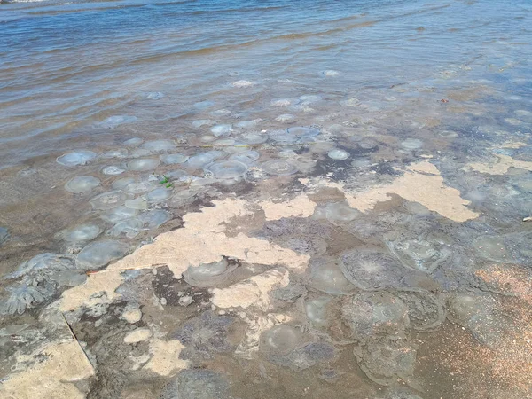 Deniz kıyısının sığ sularında ölü denizanası. Denizanası Rhizostomeae — Stok fotoğraf