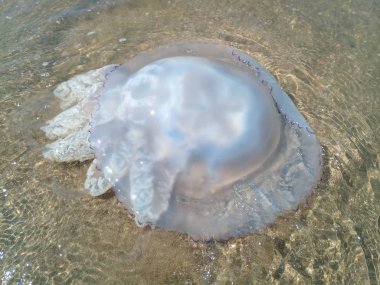 Deniz kıyısının sığ sularında ölü denizanası. Denizanası Rhizostomeae