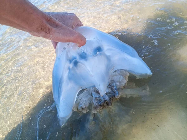 Dead jellyfish. Jellyfish in the hand of a man. — Stock Photo, Image