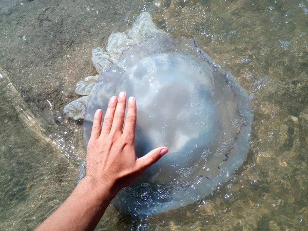 Dead jellyfish. Jellyfish in the hand of a man. — Stock Photo, Image
