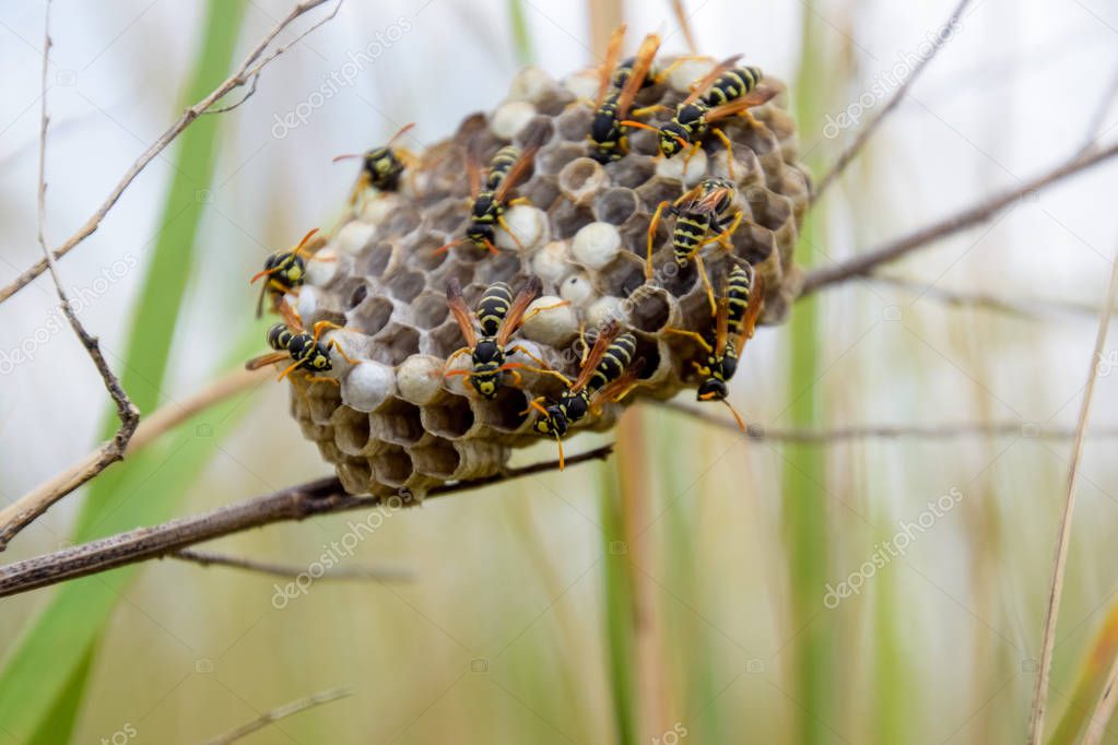 Nest of wasps polist in the grass. Small view wasp polist
