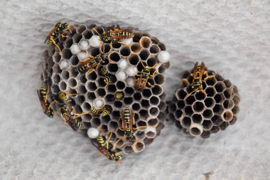 Ahırın çatısı altında eşek arısı yuvası. Polist Eşek Arıları Yuvası