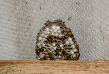 Ahırın çatısı altında eşek arısı yuvası. Polist Eşek Arıları Yuvası