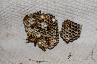 Ahırın çatısı altında eşek arısı yuvası. Polist Eşek Arıları Yuvası