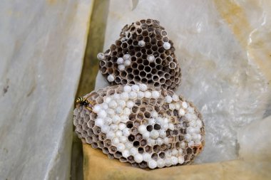 Ahırın çatısı altında eşek arısı yuvası. Polist Eşek Arıları Yuvası