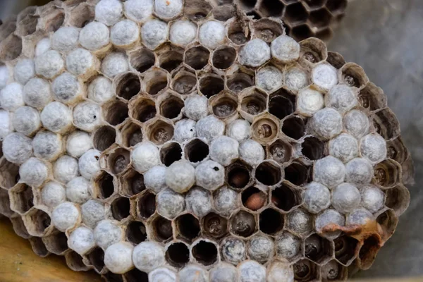 Un nido di calabroni sotto il tetto del fienile. Polist Wasps Nest — Foto Stock