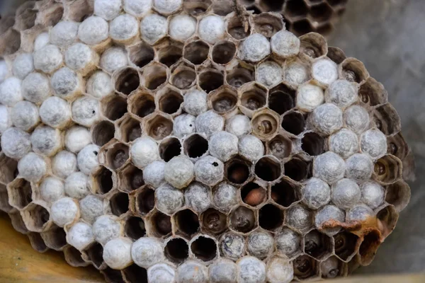 Hornet nest under the roof of the barn. Polist Wasps Nest — Stock Photo, Image