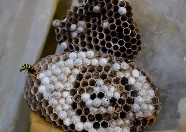 Le frelon niche sous le toit de la grange. Nid de guêpes polistes — Photo