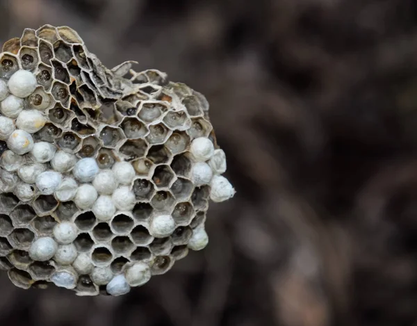 Hornet nest under the roof of the barn. Polist Wasps Nest — Stock Photo, Image