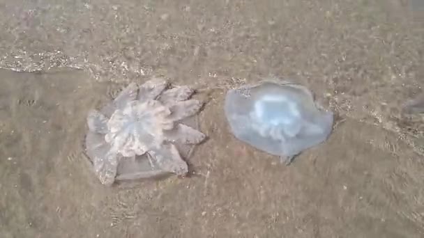 Medusas Mortas Nas Águas Rasas Costa Medusas Rhizostomeae — Vídeo de Stock