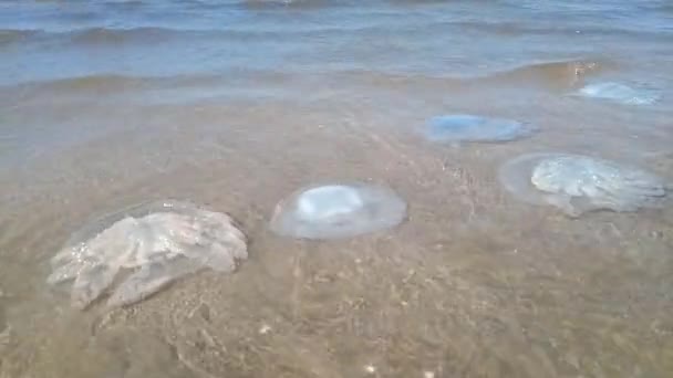 Medusas Muertas Las Aguas Poco Profundas Costa Medusas Rhizostomeae — Vídeo de stock