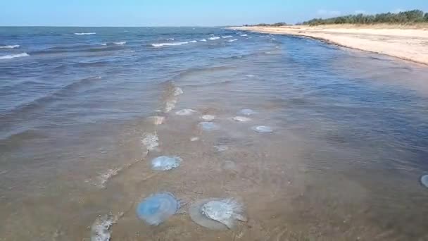 Ubur Ubur Mati Perairan Dangkal Pantai Ubur Ubur Rhizostomeae — Stok Video