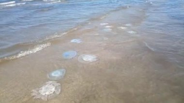 Deniz kıyısının sığ sularında ölü denizanası. Denizanası Rhizostomeae