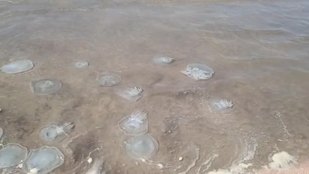 海岸の浅瀬で死んだクラゲ クラゲ ライゾストマイ — ストック動画