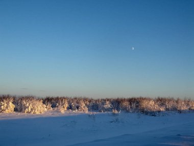 Kış manzarası. Karda ağaçlar, kar ve don her yerinde.