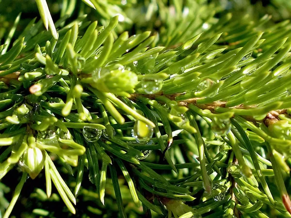 Die Blüte der Nadelbäume. Weihnachtsbaum mit jungen Zapfen. r — Stockfoto