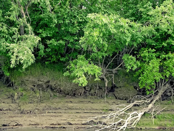 Oever van de rivier. Bomen aan de oever van de rivier. — Stockfoto