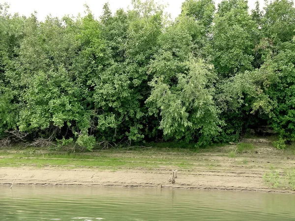 Oever van de rivier. Bomen aan de oever van de rivier. — Stockfoto