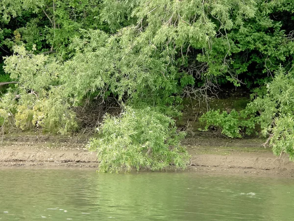Oever van de rivier. Bomen aan de oever van de rivier. — Stockfoto