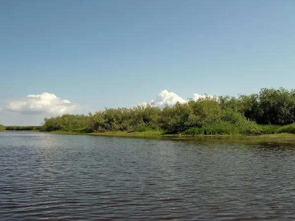 Речной пейзаж. Северный олень в летнем лесу. Небо, гр. — стоковое фото