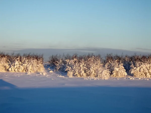Winter landschap. Bomen in de sneeuw, sneeuw en vorst rondom. — Stockfoto