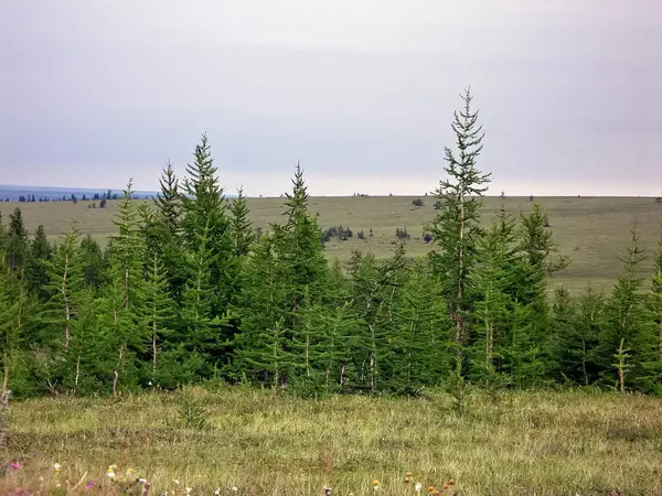 Bos Toendralandschap in de zomer. Taiga van Siberië. Yamal. — Stockfoto