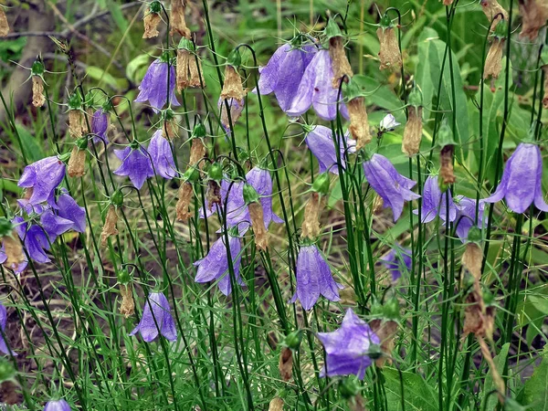 Fleurs violettes dans la toundra. Pré d'été dans la taïga . — Photo