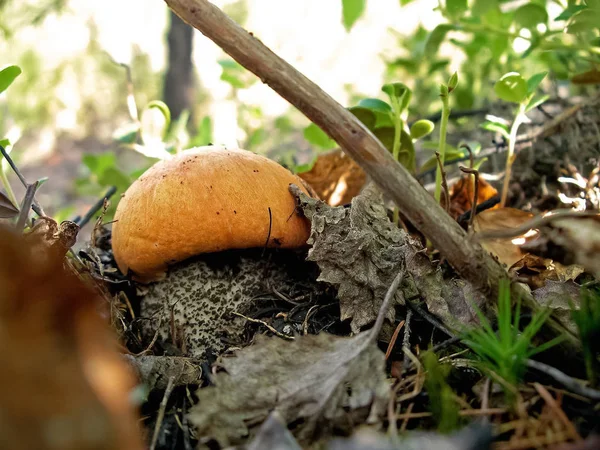 森林垃圾中的食用菌。森林里的蘑菇... — 图库照片
