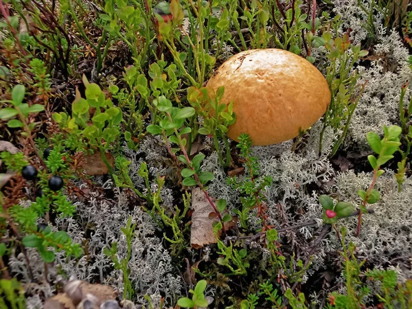 Edible mushrooms in the forest litter. Mushrooms in the forest-t — Stock Photo, Image