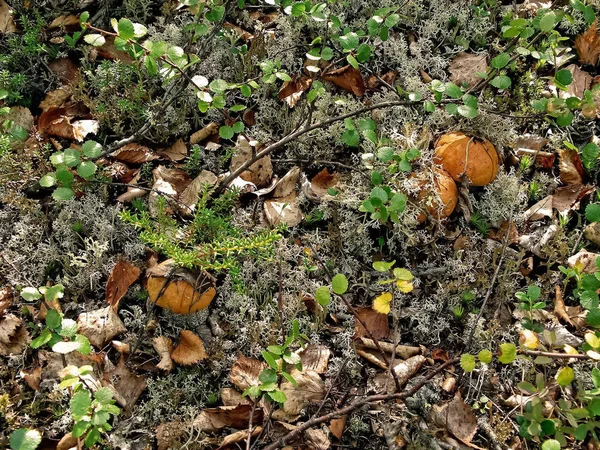 Ehető gomba az erdei alomban. Gombák az erdőben-t — Stock Fotó