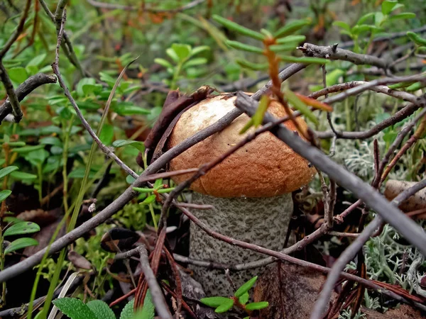Champignons comestibles dans la litière forestière. Champignons dans la forêt-t — Photo