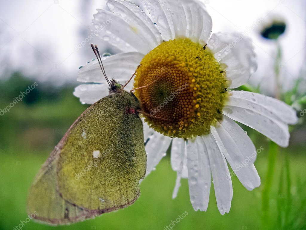 Butterfly on a flower. Pollinator of plants. Lepidoptera