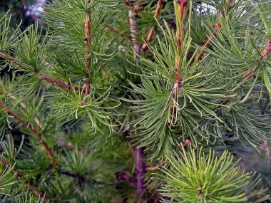 Ağaç bir ağaçtır. çam iğneleri dalları. Çam İğneleri.