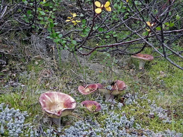 숲 속 쓰레기 속의 먹음직 스러운 버섯들. 숲 속의 버섯 — 스톡 사진
