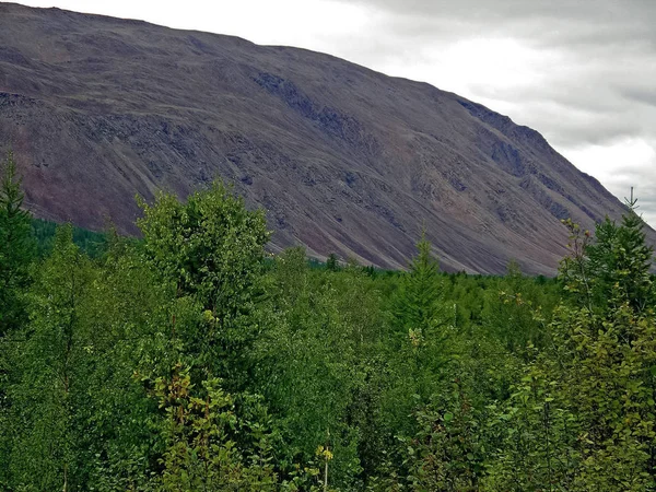 Bos Toendralandschap in de zomer. Taiga van Siberië. Yamal. — Stockfoto