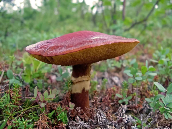 Cogumelos comestíveis na areia da floresta. Cogumelos na floresta-t — Fotografia de Stock