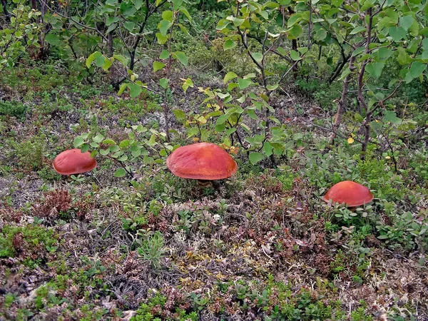 Cogumelos comestíveis na areia da floresta. Cogumelos na floresta-t — Fotografia de Stock